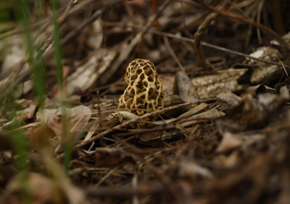 Nấm bụng dê đặc biệt như nào mà có giá 15 triệu đồng/kg? - Hình 2 Nam bung de dac biet nhu nao ma co gia 15 trieu dong/kg?-Hinh-2