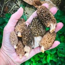 Nấm bụng dê đặc biệt như nào mà có giá 15 triệu đồng/kg? - Hình 10 Nam bung de dac biet nhu nao ma co gia 15 trieu dong/kg?-Hinh-10