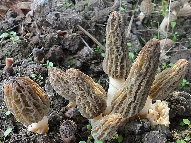 Nấm bụng dê đặc biệt như nào mà có giá 15 triệu đồng/kg? - Hình 11 Nam bung de dac biet nhu nao ma co gia 15 trieu dong/kg?-Hinh-11