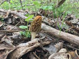 Nấm bụng dê đặc biệt như nào mà có giá 15 triệu đồng/kg? - Hình 8 Nam bung de dac biet nhu nao ma co gia 15 trieu dong/kg?-Hinh-8