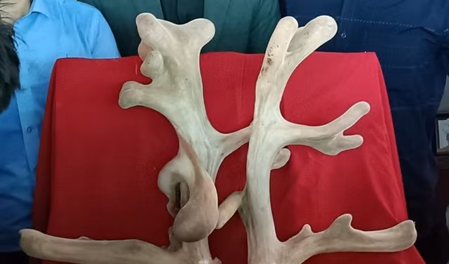 Tận mục cặp nhung huơu khủng gần 5kg - Hình 6 Tan muc cap nhung huou khung gan 5kg-Hinh-6