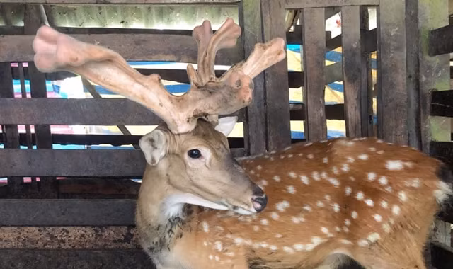 Tận mục cặp nhung huơu khủng gần 5kg - Hình 10 Tan muc cap nhung huou khung gan 5kg-Hinh-10