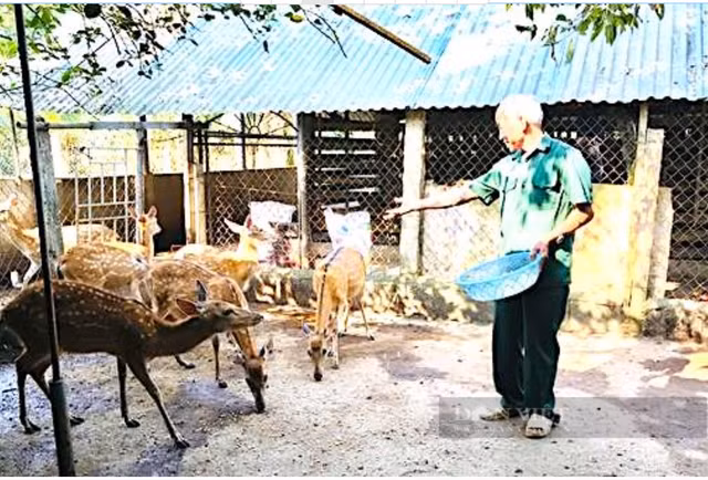 Tận mục cặp nhung huơu khủng gần 5kg - Hình 3 Tan muc cap nhung huou khung gan 5kg-Hinh-3