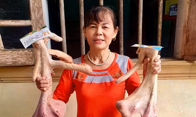 Tận mục cặp nhung huơu khủng gần 5kg - Hình 8 Tan muc cap nhung huou khung gan 5kg-Hinh-8