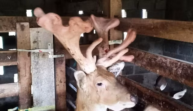 Tận mục cặp nhung huơu khủng gần 5kg - Hình 7 Tan muc cap nhung huou khung gan 5kg-Hinh-7