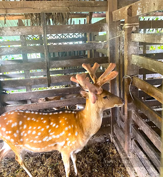 Tận mục cặp nhung huơu khủng gần 5kg - Hình 4 Tan muc cap nhung huou khung gan 5kg-Hinh-4