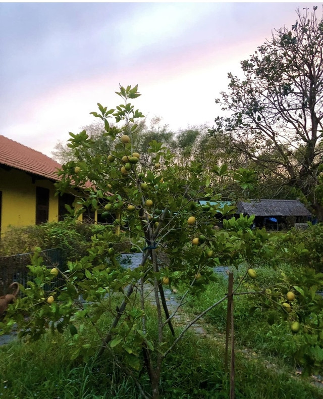 Bên trong trang trại đẹp như tranh của BTV Thu Uyên - Hình 13 Ben trong trang trai dep nhu tranh cua BTV Thu Uyen-Hinh-13