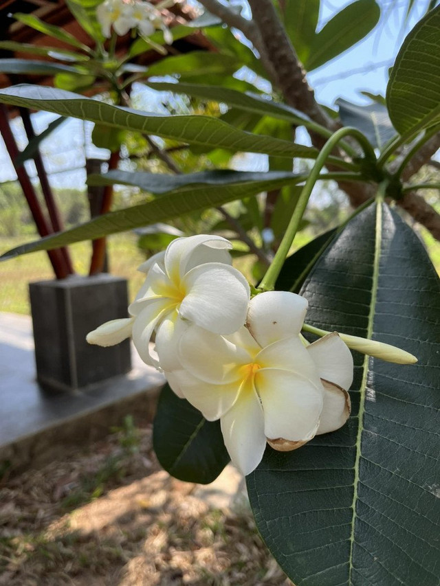 Bên trong trang trại đẹp như tranh của BTV Thu Uyên - Hình 10 Ben trong trang trai dep nhu tranh cua BTV Thu Uyen-Hinh-10