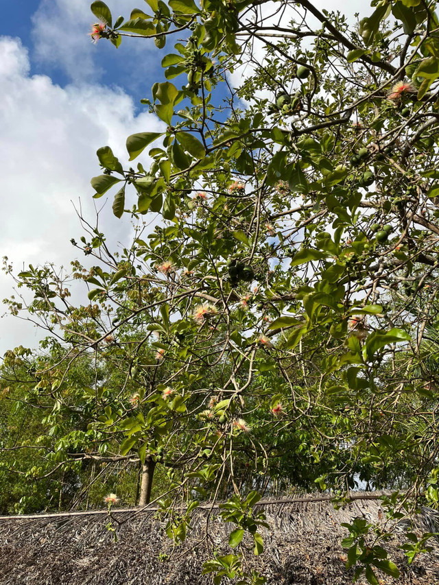 Bên trong trang trại đẹp như tranh của BTV Thu Uyên - Hình 7 Ben trong trang trai dep nhu tranh cua BTV Thu Uyen-Hinh-7