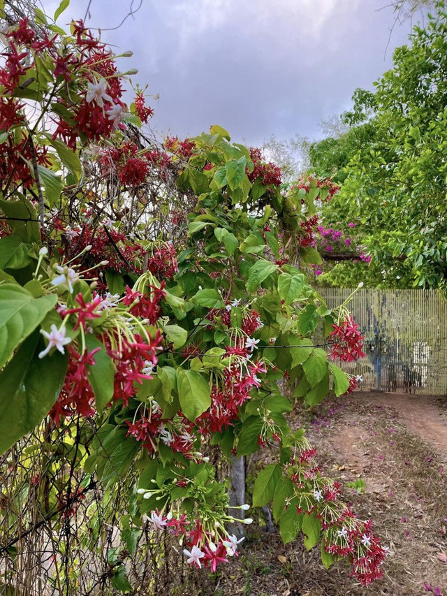 Bên trong trang trại đẹp như tranh của BTV Thu Uyên - Hình 8 Ben trong trang trai dep nhu tranh cua BTV Thu Uyen-Hinh-8