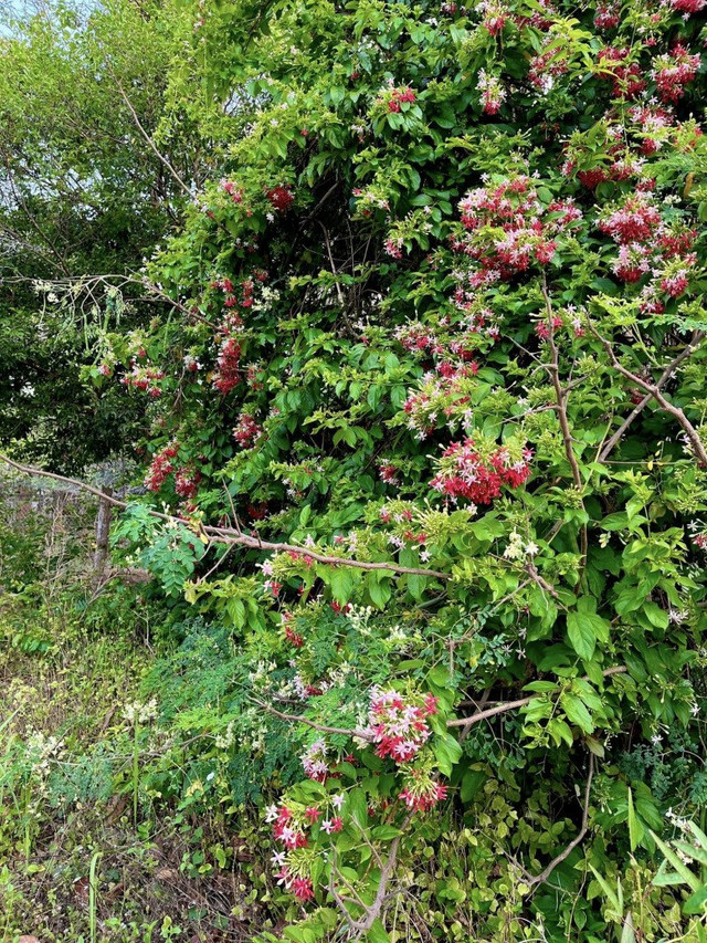 Bên trong trang trại đẹp như tranh của BTV Thu Uyên - Hình 9 Ben trong trang trai dep nhu tranh cua BTV Thu Uyen-Hinh-9