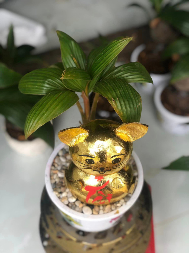 Nhung mon qua Tet dat vang xa xi nam nay-Hinh-10