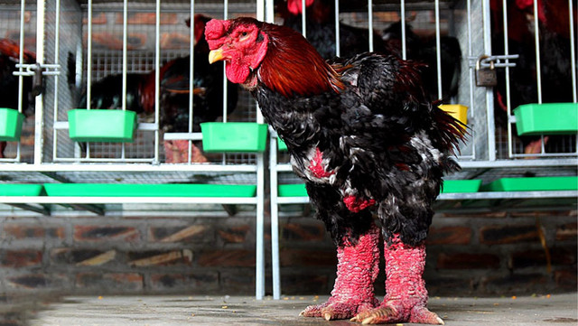 Chân gà Đông Tảo tiền triệu đắt khách mùa World Cup có thể từ gà bệnh, chết Chan ga Dong Tao tien trieu dat khach mua World Cup co the tu ga benh, chet