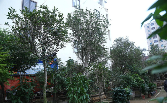 Cận cảnh cây mộc hương đại gia chi tiền tỷ không mua được Can canh cay moc huong dai gia chi tien ty khong mua duoc