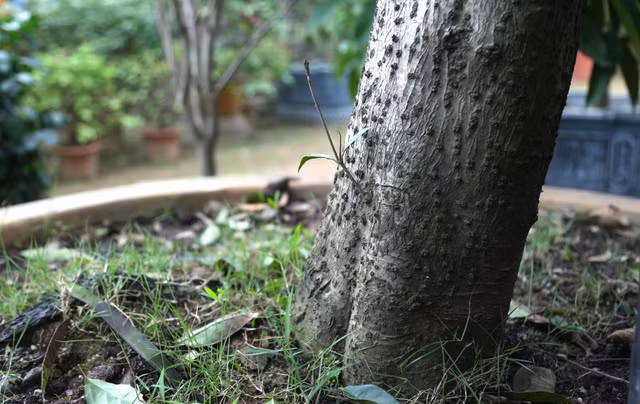 Can canh cay moc huong dai gia chi tien ty khong mua duoc-Hinh-10