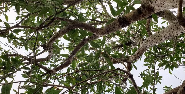 Can canh cay moc huong dai gia chi tien ty khong mua duoc-Hinh-9