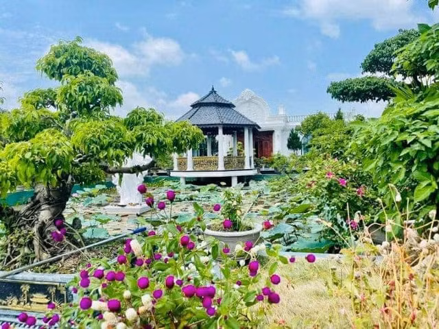 Tan muc biet phu nha vuon gay sot o Thanh Hoa-Hinh-5