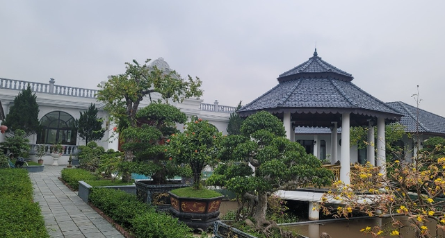 Tan muc biet phu nha vuon gay sot o Thanh Hoa-Hinh-7