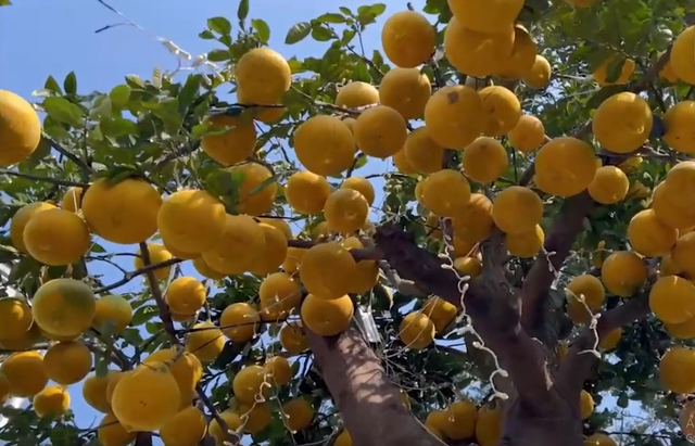 Phát sốt với cây bưởi Diễn 400 quả giá 200 triệu - Hình 8 Phat sot voi cay buoi Dien 400 qua gia 200 trieu-Hinh-8