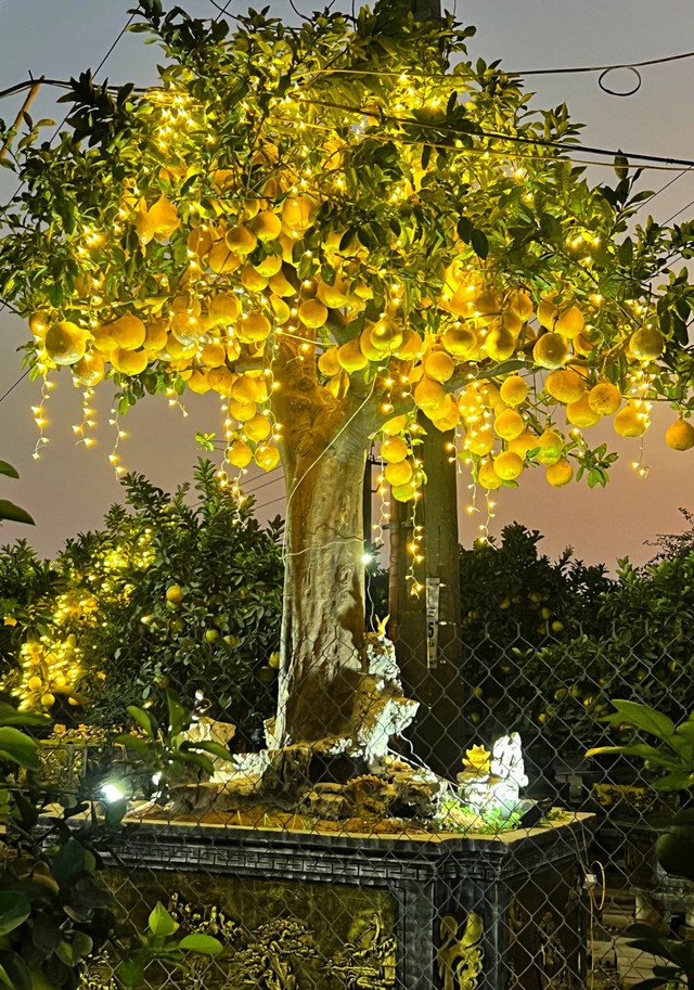 Phát sốt với cây bưởi Diễn 400 quả giá 200 triệu - Hình 7 Phat sot voi cay buoi Dien 400 qua gia 200 trieu-Hinh-7