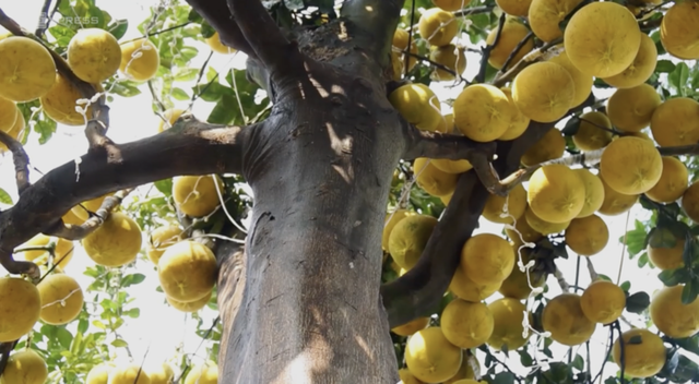 Phát sốt với cây bưởi Diễn 400 quả giá 200 triệu - Hình 4 Phat sot voi cay buoi Dien 400 qua gia 200 trieu-Hinh-4