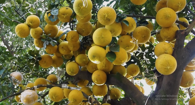 Phát sốt với cây bưởi Diễn 400 quả giá 200 triệu - Hình 9 Phat sot voi cay buoi Dien 400 qua gia 200 trieu-Hinh-9