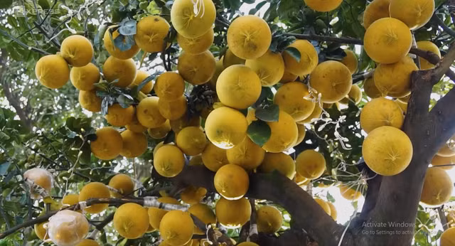 Phat sot voi cay buoi Dien 400 qua gia 200 trieu-Hinh-9