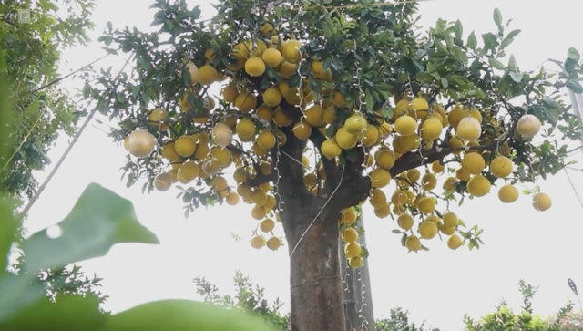 Phát sốt với cây bưởi Diễn 400 quả giá 200 triệu - Hình 2 Phat sot voi cay buoi Dien 400 qua gia 200 trieu-Hinh-2