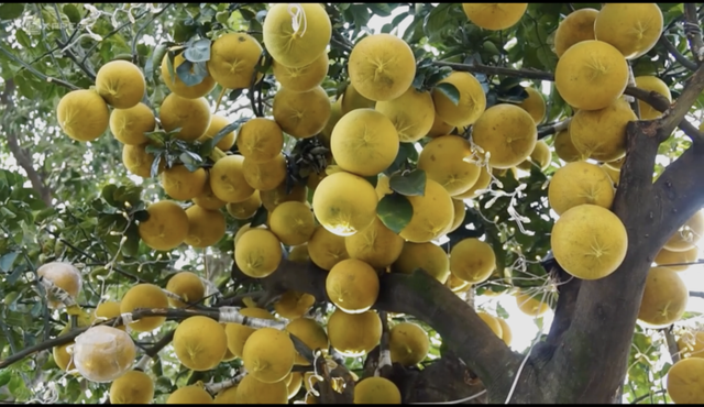 Phát sốt với cây bưởi Diễn 400 quả giá 200 triệu - Hình 5 Phat sot voi cay buoi Dien 400 qua gia 200 trieu-Hinh-5