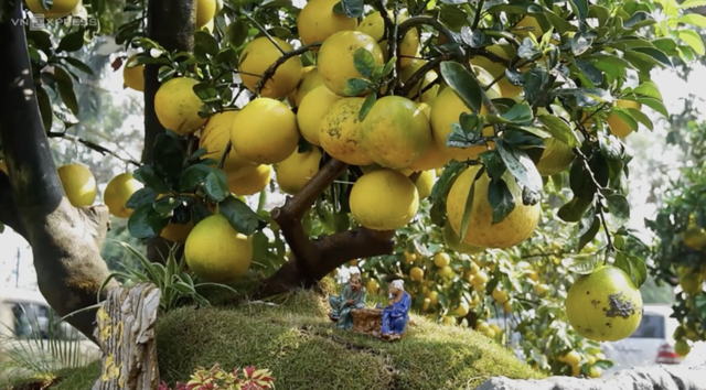 Phát sốt với cây bưởi Diễn 400 quả giá 200 triệu - Hình 6 Phat sot voi cay buoi Dien 400 qua gia 200 trieu-Hinh-6