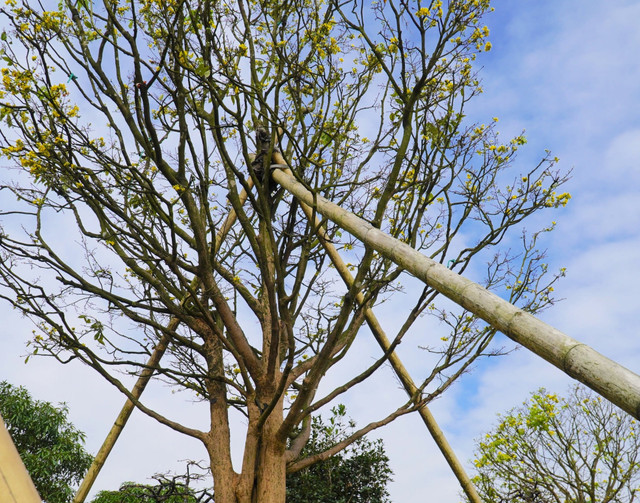 Can canh nhung cay mai tram tuoi gia tien ty