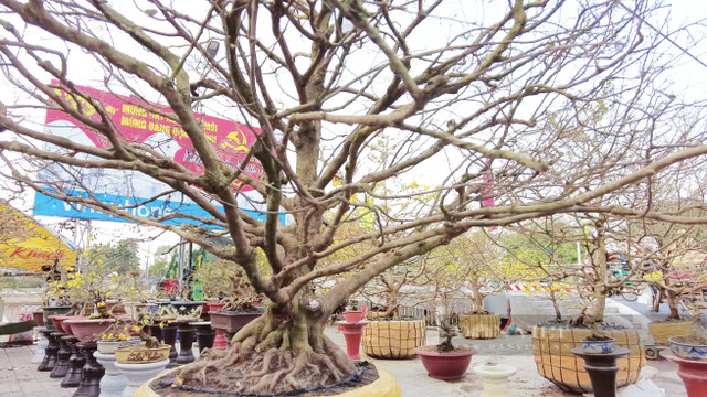 Can canh nhung cay mai tram tuoi gia tien ty-Hinh-10