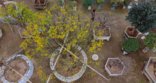 Can canh nhung cay mai tram tuoi gia tien ty-Hinh-2