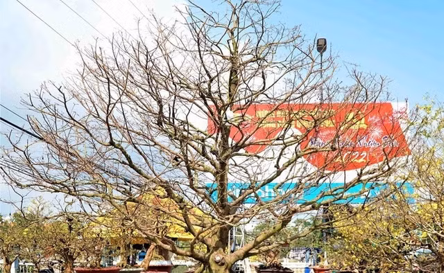 Can canh nhung cay mai tram tuoi gia tien ty-Hinh-6