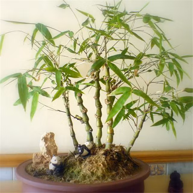Lai xuat hien trao luu tre bonsai sieu doc choi Tet-Hinh-10