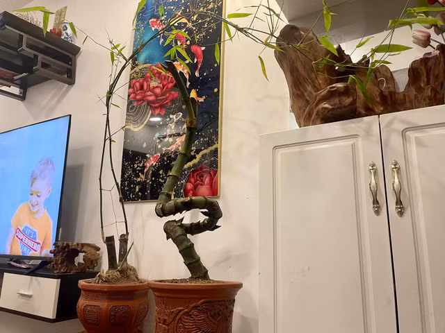 Lai xuat hien trao luu tre bonsai sieu doc choi Tet-Hinh-9