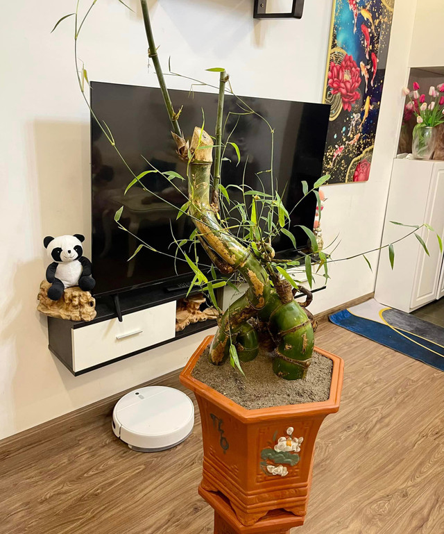 Lại xuất hiện trào lưu tre bonsai siêu độc chơi Tết Lai xuat hien trao luu tre bonsai sieu doc choi Tet