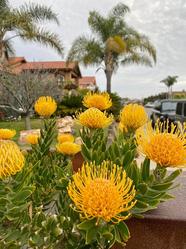 Muot mat voi vuon rau xanh, cay an trai triu qua cua Hoa hau Viet-Hinh-6