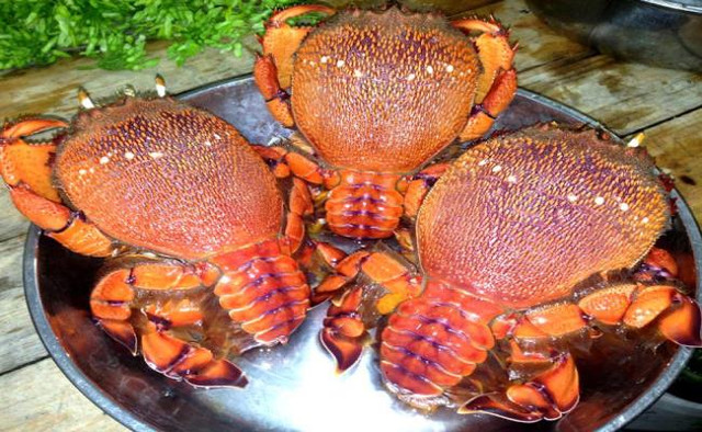 5 loại hải sản đắt đỏ ở các vùng biển đảo Việt Nam - Hình 7 5 loai hai san dat do o cac vung bien dao Viet Nam-Hinh-7