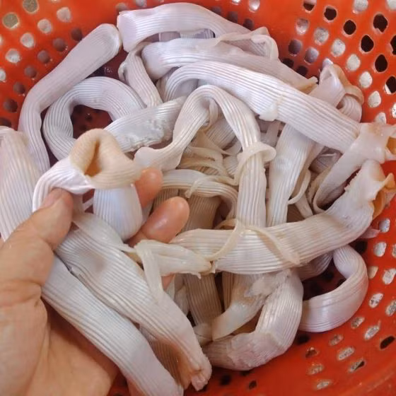 5 loại hải sản đắt đỏ ở các vùng biển đảo Việt Nam 5 loai hai san dat do o cac vung bien dao Viet Nam