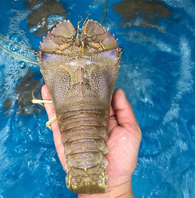 5 loại hải sản đắt đỏ ở các vùng biển đảo Việt Nam - Hình 9 5 loai hai san dat do o cac vung bien dao Viet Nam-Hinh-9