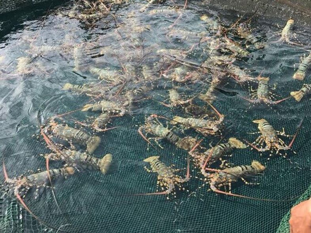 5 loại hải sản đắt đỏ ở các vùng biển đảo Việt Nam - Hình 11 5 loai hai san dat do o cac vung bien dao Viet Nam-Hinh-11