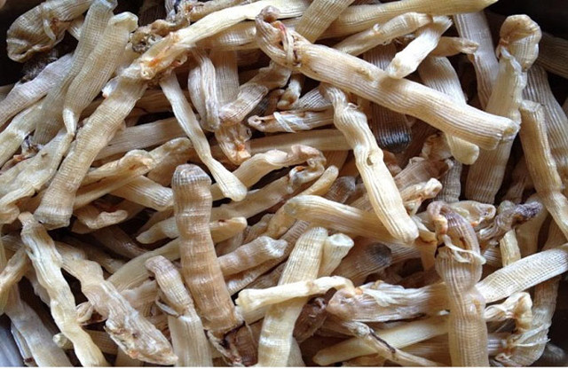 5 loại hải sản đắt đỏ ở các vùng biển đảo Việt Nam - Hình 3 5 loai hai san dat do o cac vung bien dao Viet Nam-Hinh-3