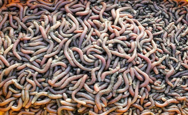 5 loại hải sản đắt đỏ ở các vùng biển đảo Việt Nam - Hình 2 5 loai hai san dat do o cac vung bien dao Viet Nam-Hinh-2