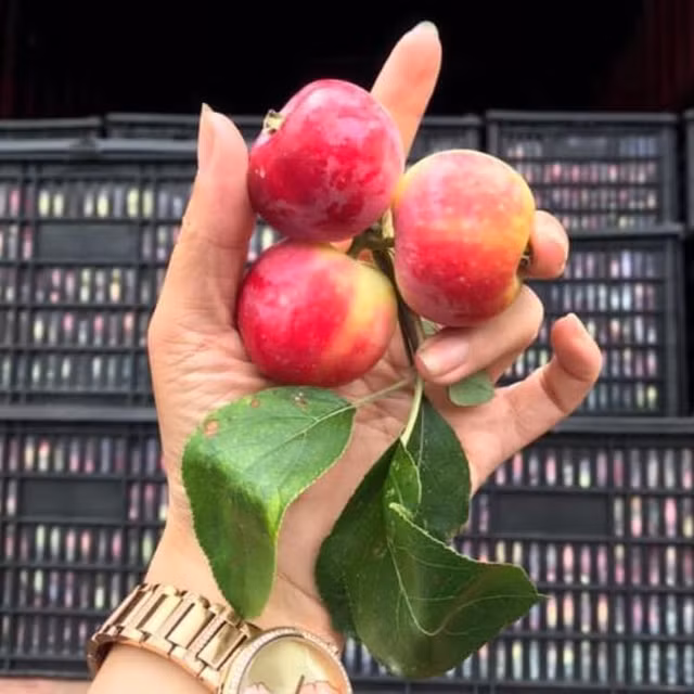 Su that ve loai tao mini Uc gia sieu re ban day cho mang-Hinh-5