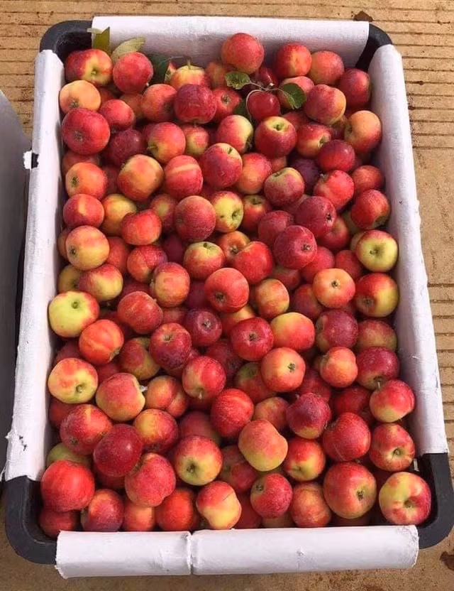 Su that ve loai tao mini Uc gia sieu re ban day cho mang-Hinh-3