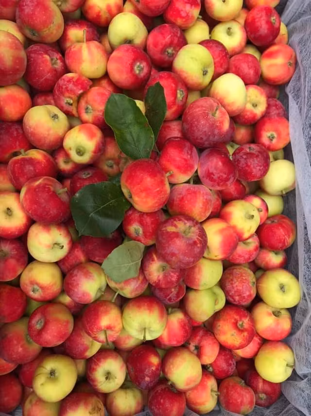 Su that ve loai tao mini Uc gia sieu re ban day cho mang-Hinh-2