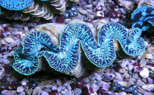 5 hai san tien vua nuc tieng gia van dat do nhu xua-Hinh-11