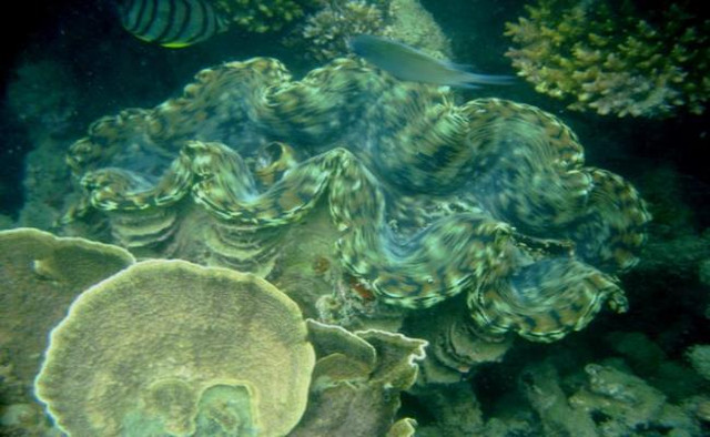 5 hai san tien vua nuc tieng gia van dat do nhu xua-Hinh-10