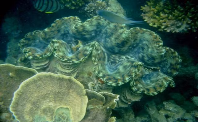 5 hai san tien vua nuc tieng gia van dat do nhu xua-Hinh-10